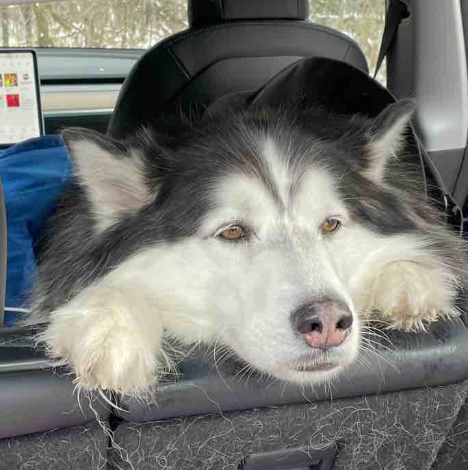 A picture of Nanook, a 9 years 9 months old Other dog.