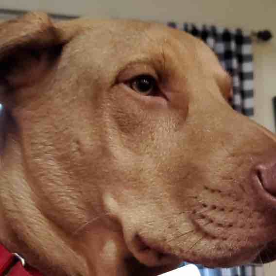 A picture of Sinatra, a 4 years 2 months old Other Mix dog.