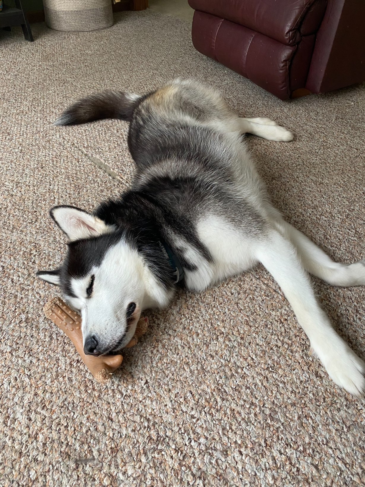 A picture of Chief, a 3 years old Other dog.