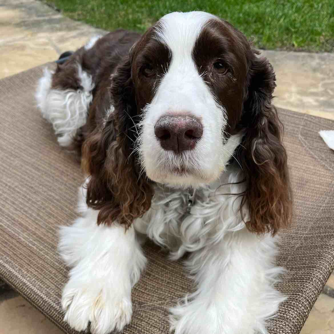 A picture of Copper, a 9 years 8 months old Other dog.