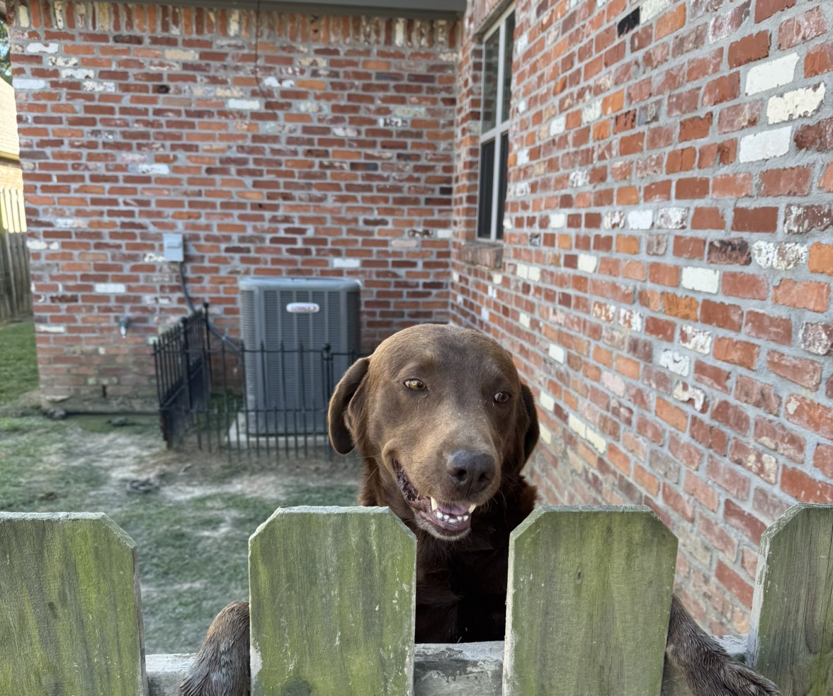 A picture of Maverick, a 5 years 6 months old Other dog.