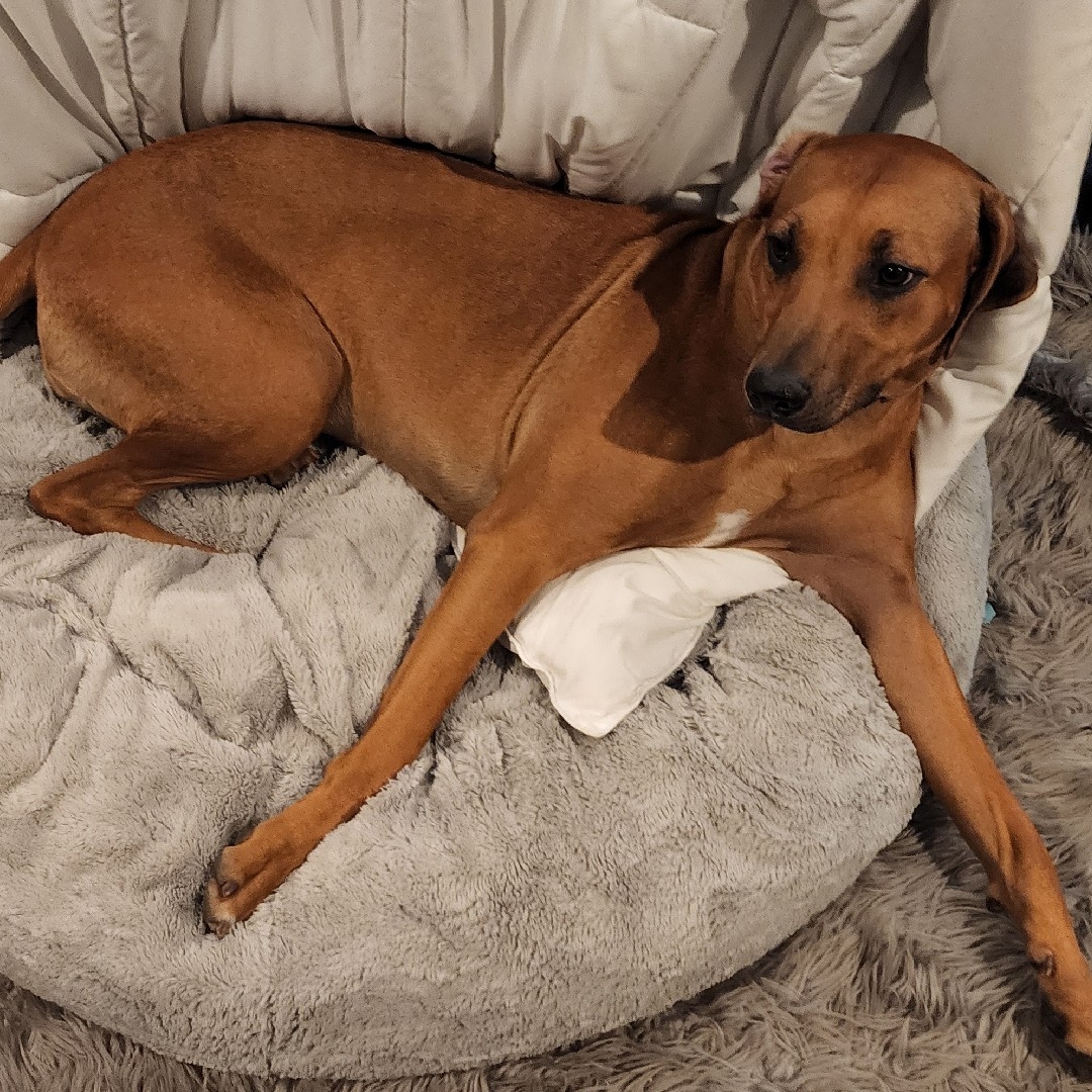 A picture of Sahara, a 3 years 11 months old Other dog.