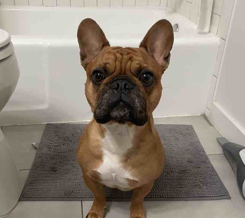 A picture of Frank, a 5 years 3 months old Other dog.
