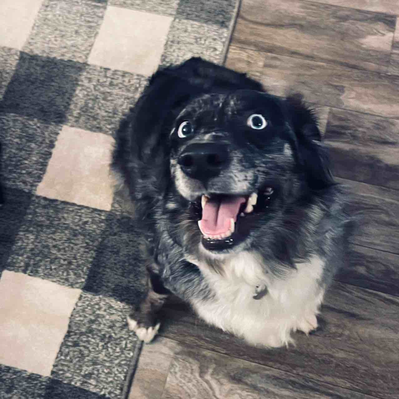 A picture of Darla D, a 6 years 8 months old Other dog.