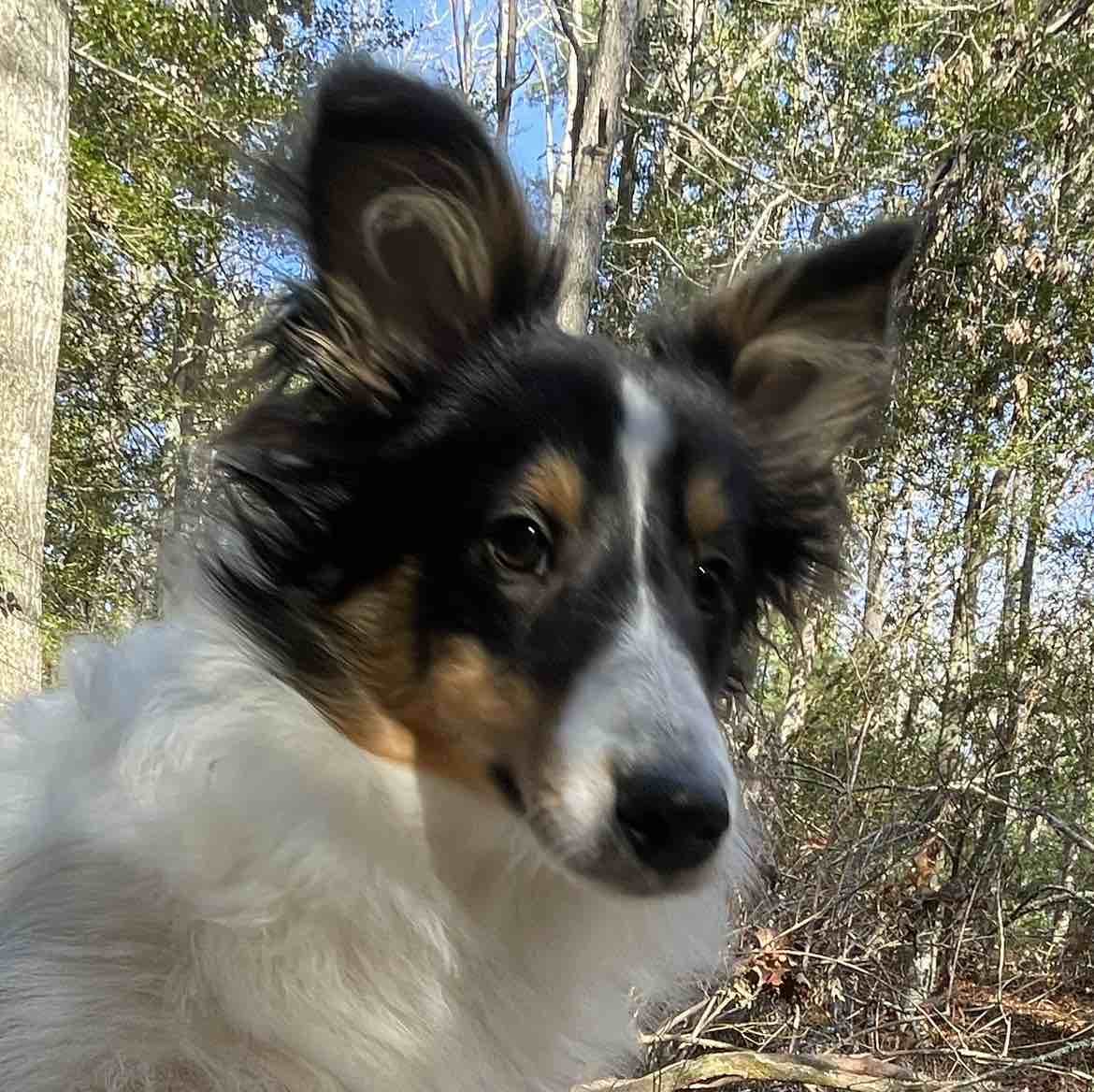 A picture of Thorfinn, a 3 years 1 month old Other dog.