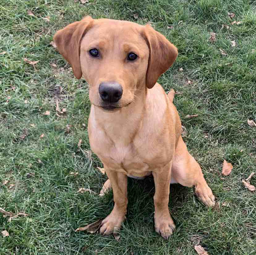 A picture of Kona, a 4 years 2 months old Other dog.