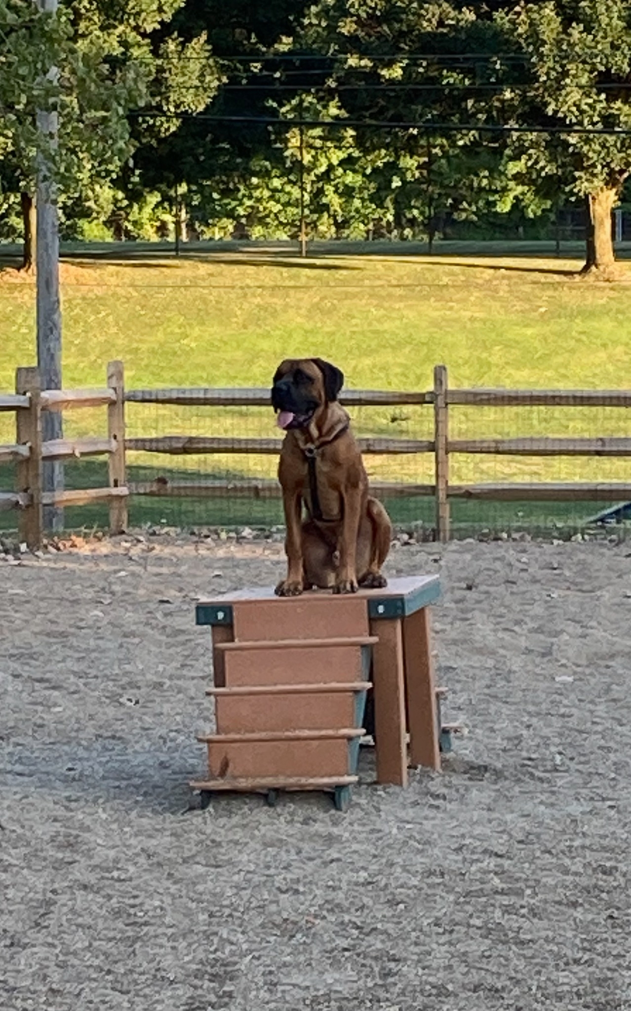 A picture of Bogey, a 3 years 3 months old Other dog.