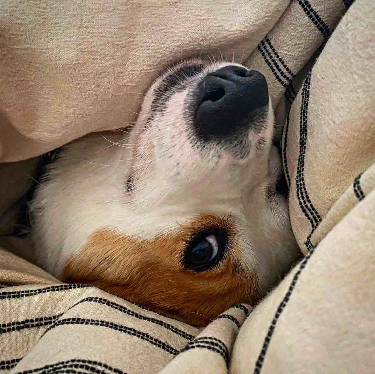 A picture of Harriet, a 5 years 11 months old Pembroke Welsh Corgi dog.