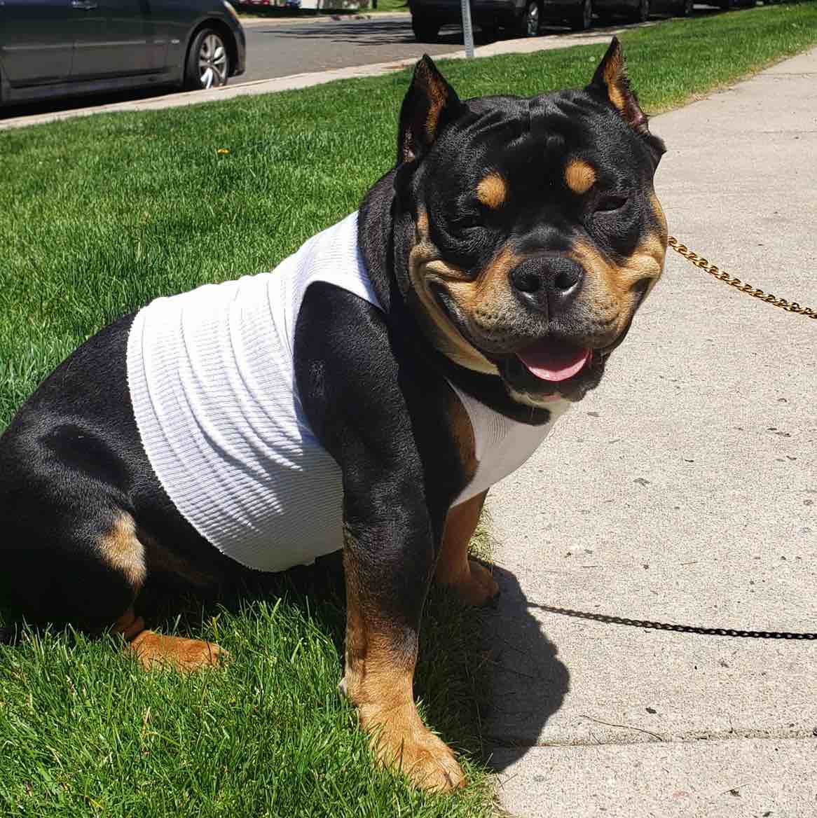 A picture of Damien, a 5 years 9 months old Other dog.