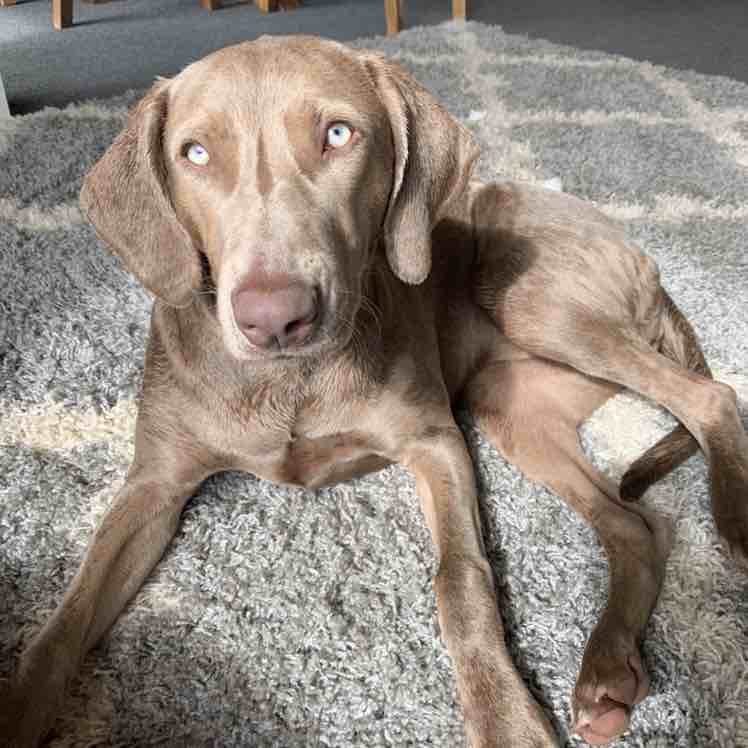 A picture of Monka, a 7 years 1 month old Other dog.