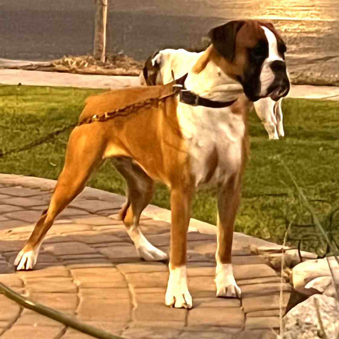 A picture of Zuky, a 4 years 9 months old Boxer dog.