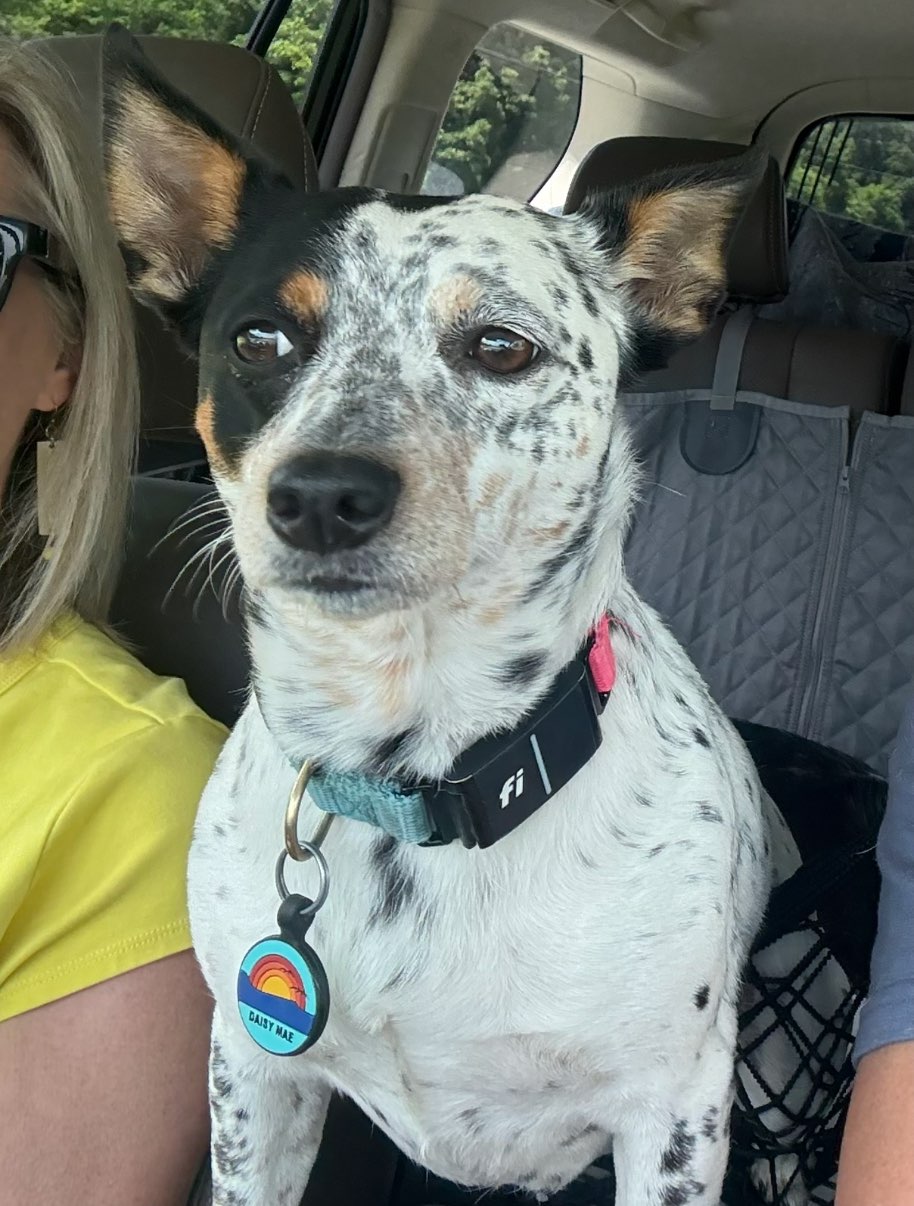 A picture of Daisy Mae, a 4 years 4 months old Other Mix dog.