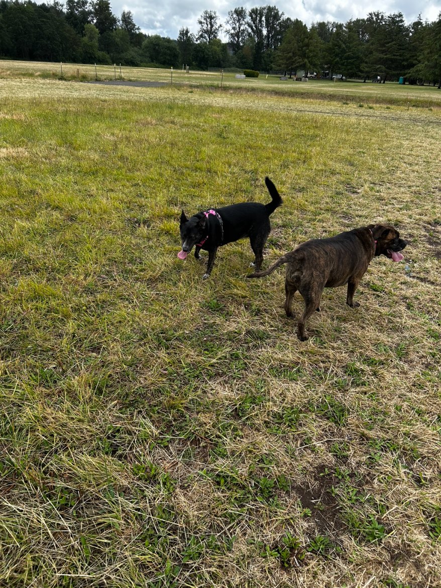A picture of Fancy - Princess Of Snohomish County, a 1 year 11 months old Other dog.