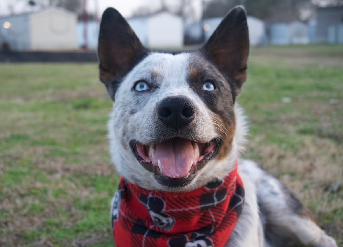 A picture of Wilmer, a 1 year 3 months old Other Mix dog.