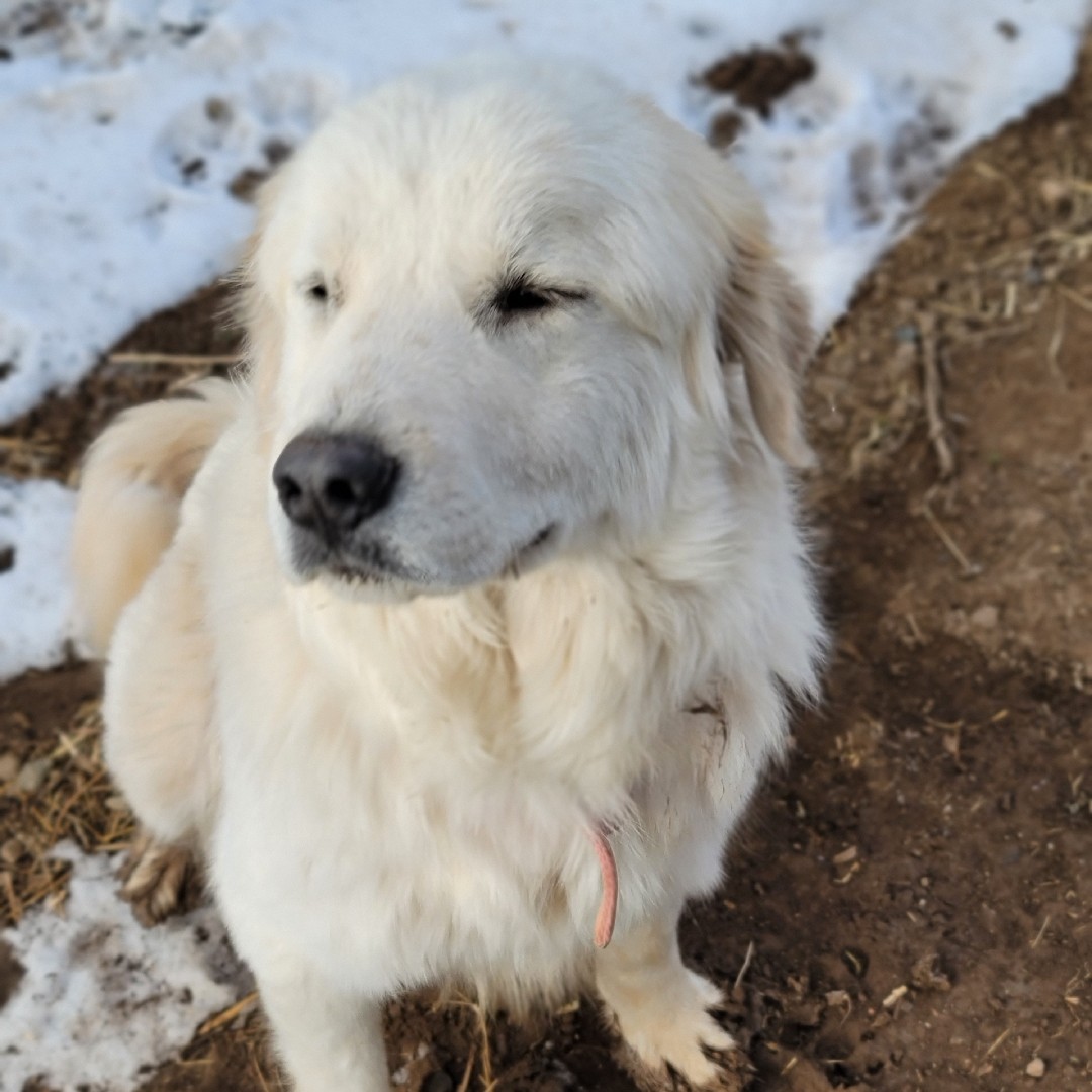 A picture of Nebula, a 4 years 7 months old Other dog.
