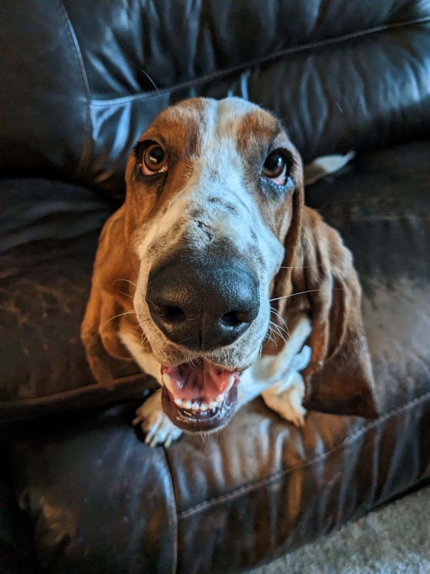 A picture of Yogi Bear, a 3 years 4 months old Other dog.