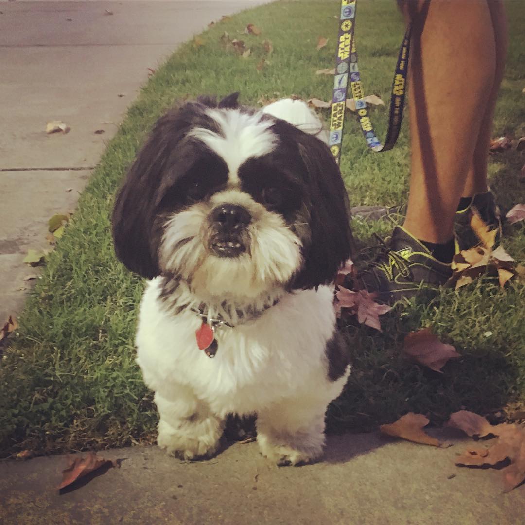 A picture of Timmy, a 10 years 6 months old Other Mix dog.