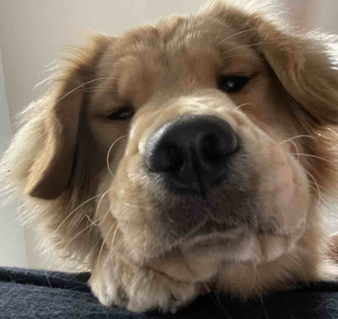 A picture of Embry, a 2 years 7 months old Other dog.