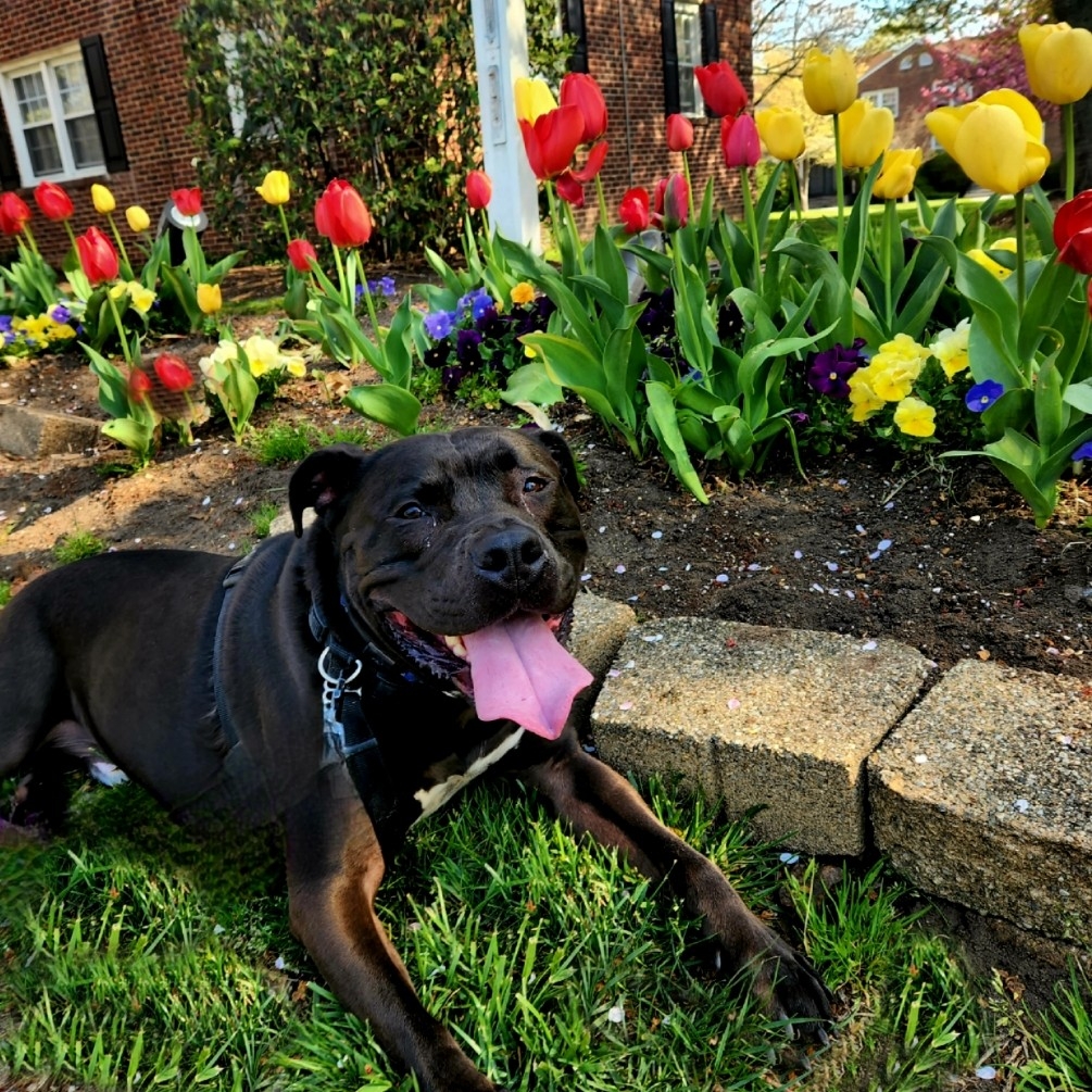 A picture of Glock, a 7 years 8 months old Other dog.