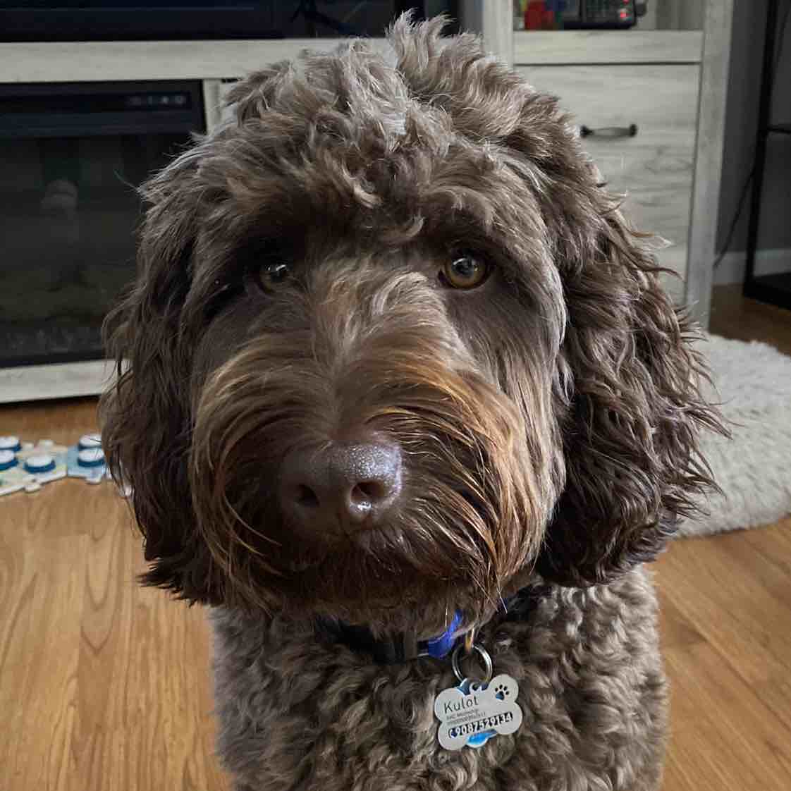 A picture of Kulot, a 5 years 4 months old Other Mix dog.