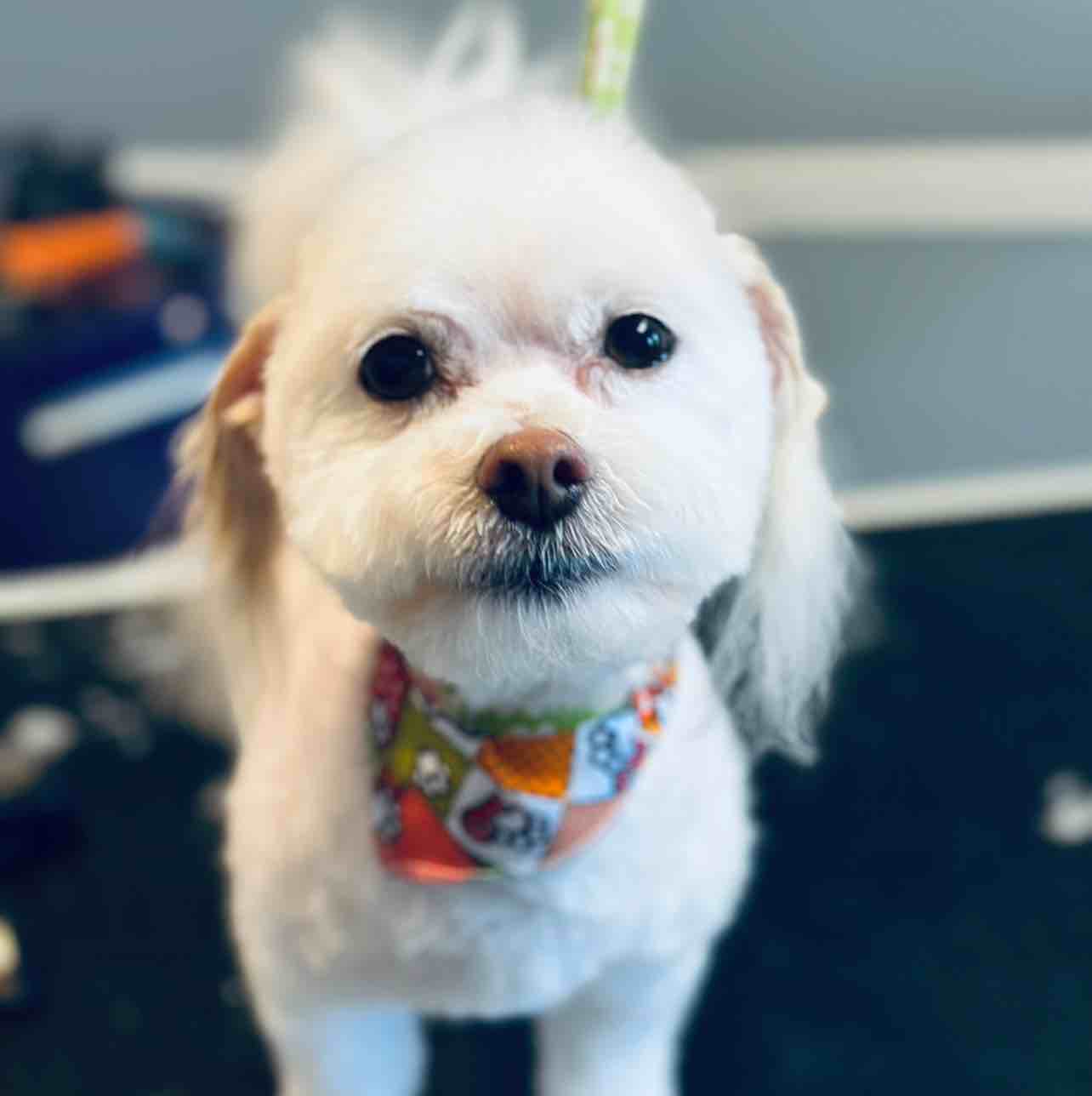 A picture of Seymour, a 13 years 1 month old Other dog.