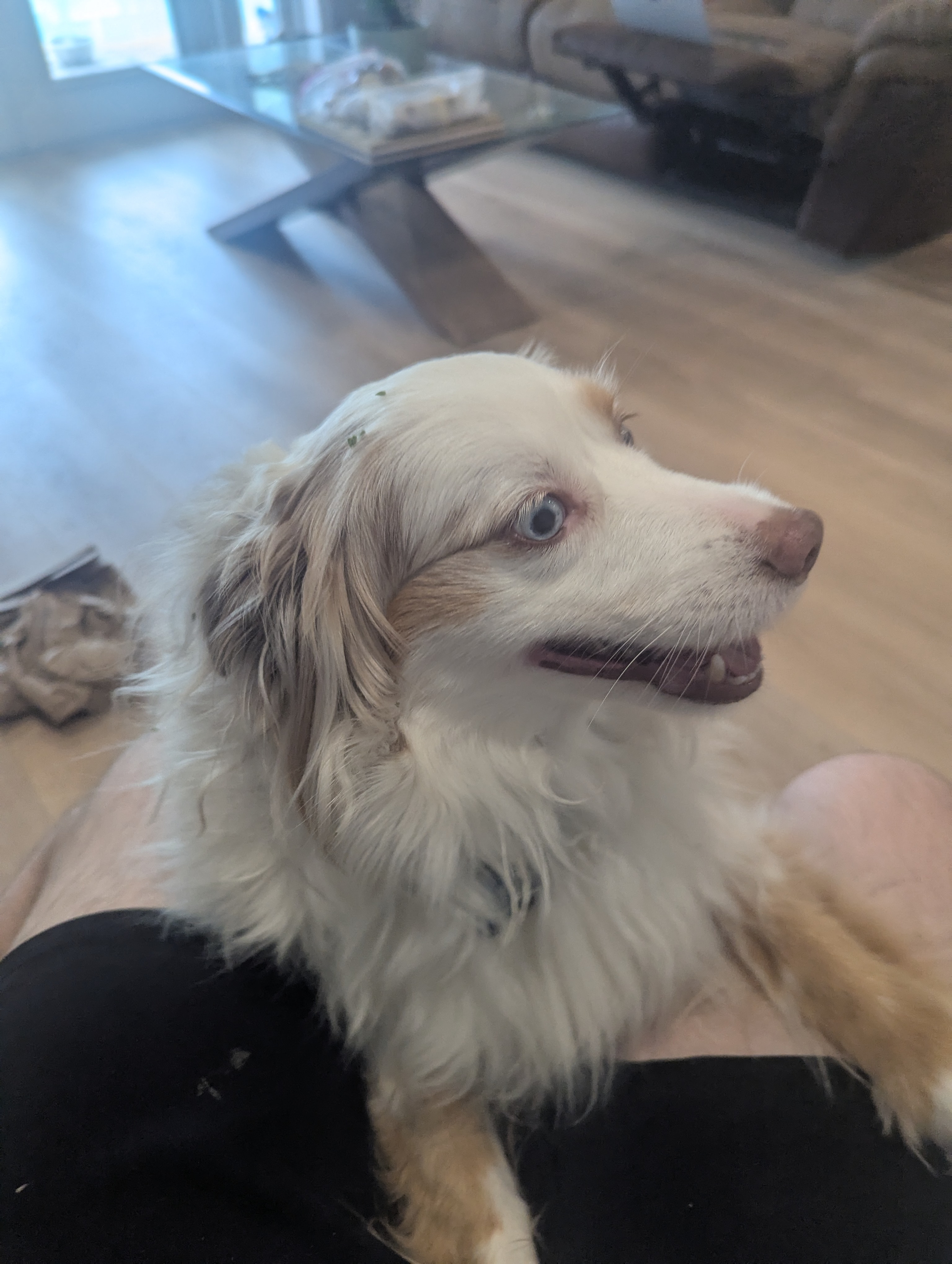 A picture of Simba v2, a 4 years 4 months old Other dog.