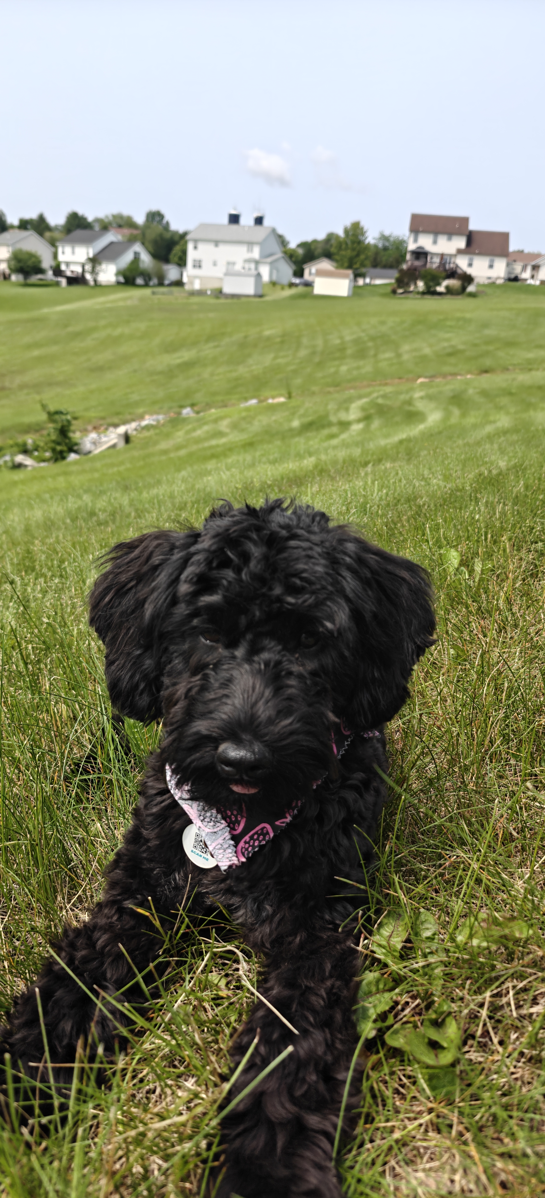 A picture of Shadow, a 7 months old Other dog.