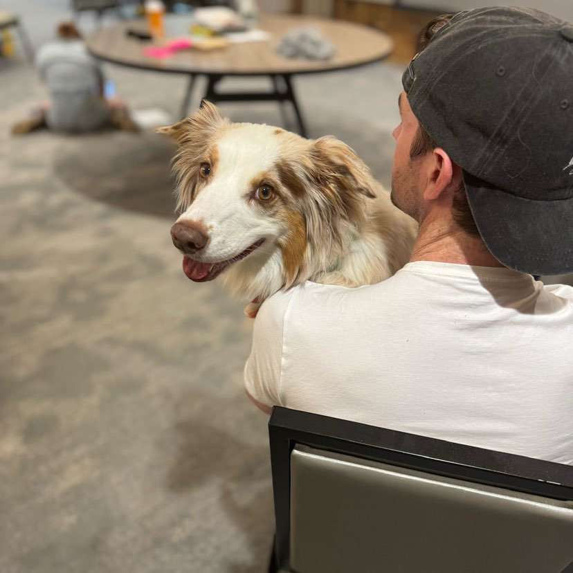 A picture of Georgia Costco, a 5 years old Australian Shepherd dog.