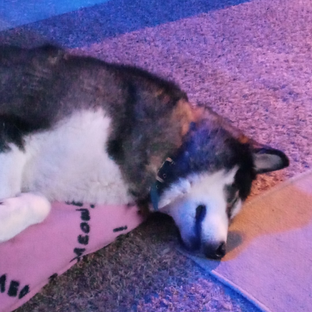 A picture of Akito, a 10 years 3 months old Other Mix dog.