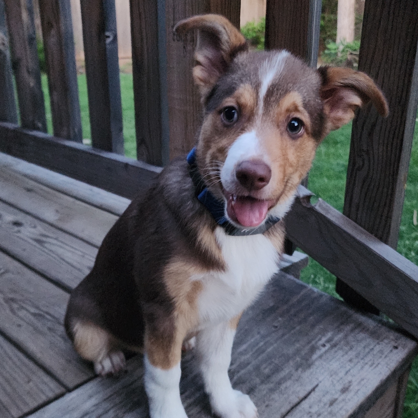 A picture of Nunu, a 1 year 5 months old Other Mix dog.
