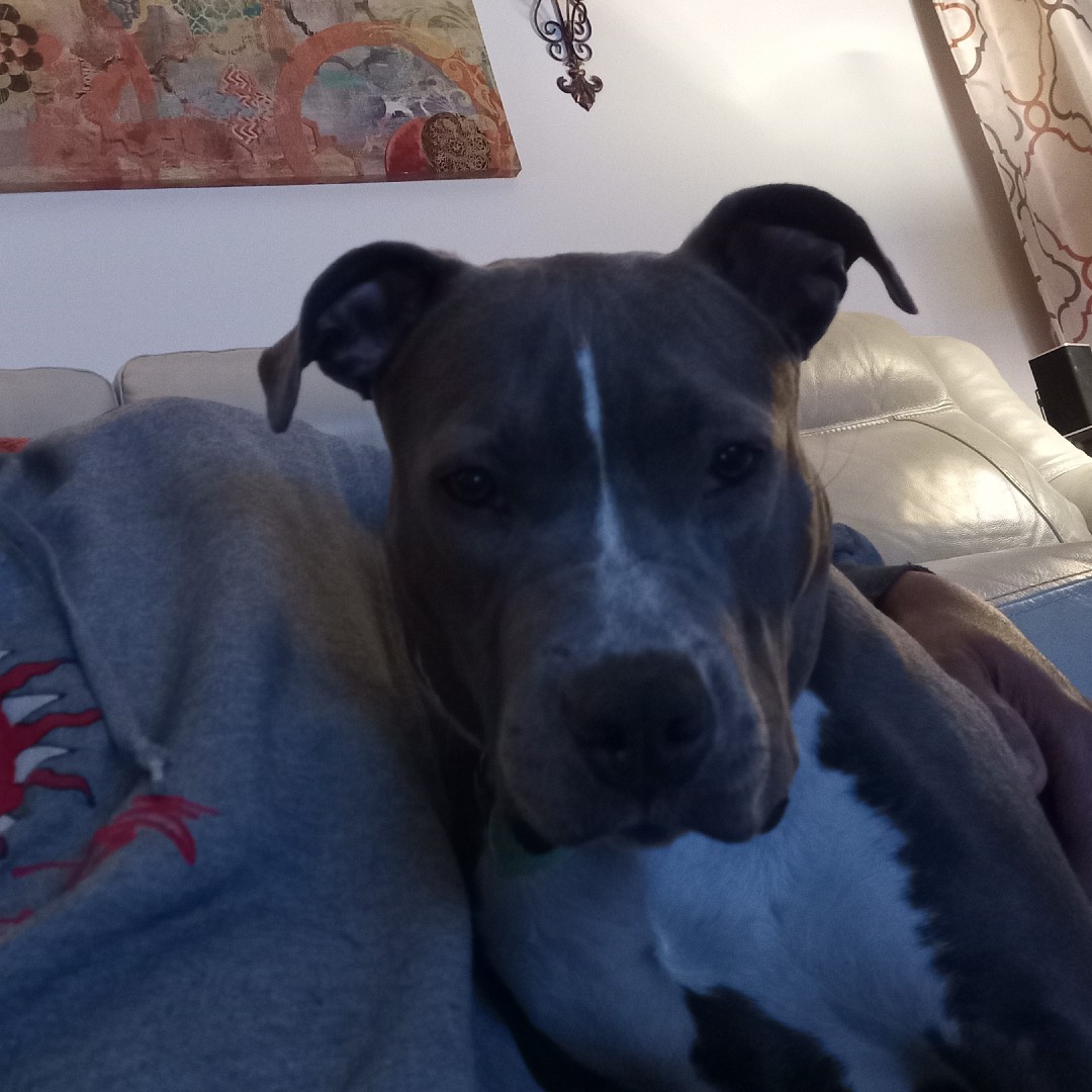 A picture of Sapphire, a 4 years 3 months old Other dog.