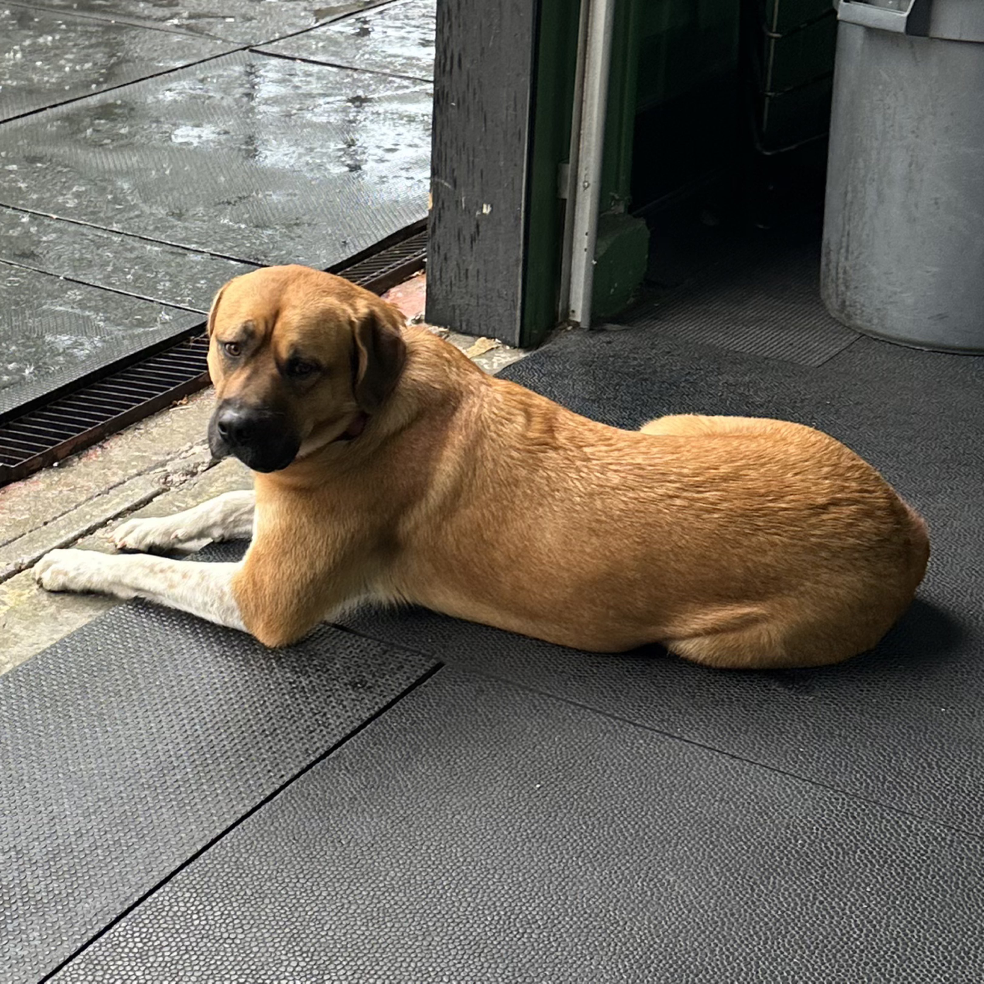 A picture of Bianca, a 2 years 8 months old Other Mix dog.