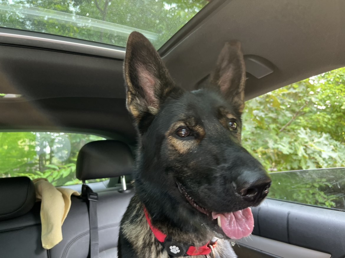 A picture of Blondi, a 2 years 9 months old Other dog.