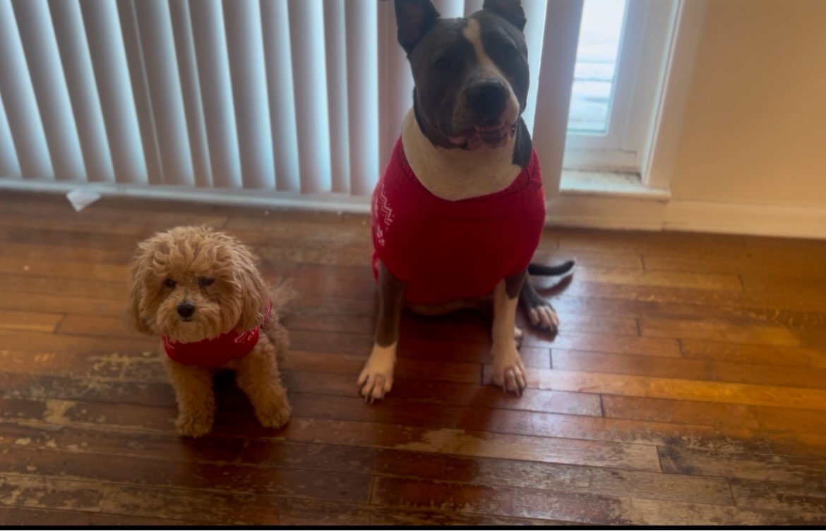 A picture of Mena, a 4 years 11 months old Other dog.