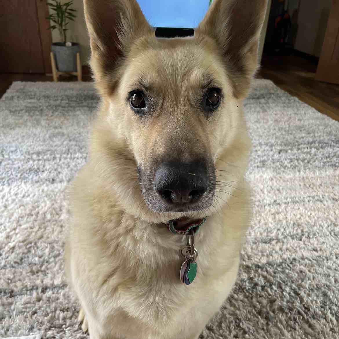 A picture of Grace, a 9 years 6 months old Other dog.