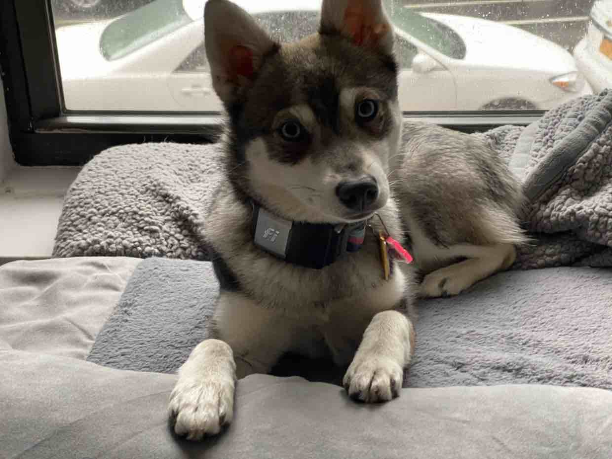 A picture of Nooma, a 4 years 10 months old Other Mix dog.