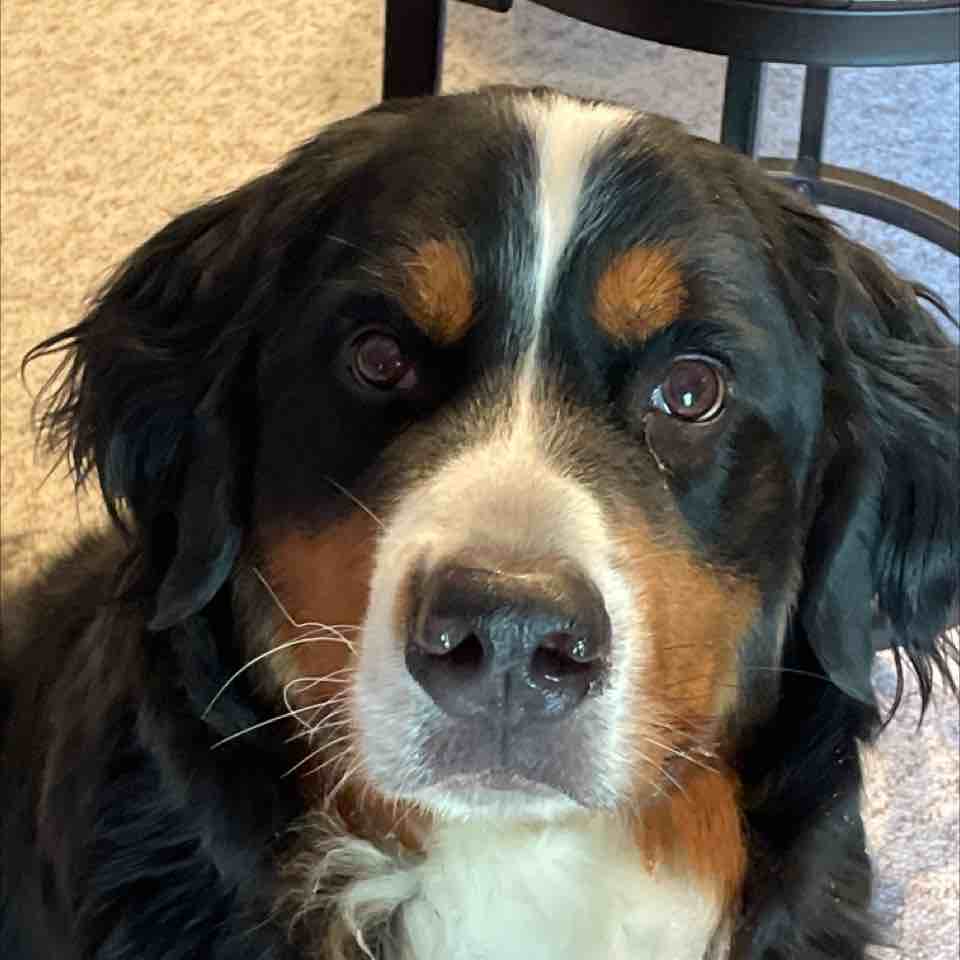 A picture of Tipper, a 6 years 8 months old Other dog.