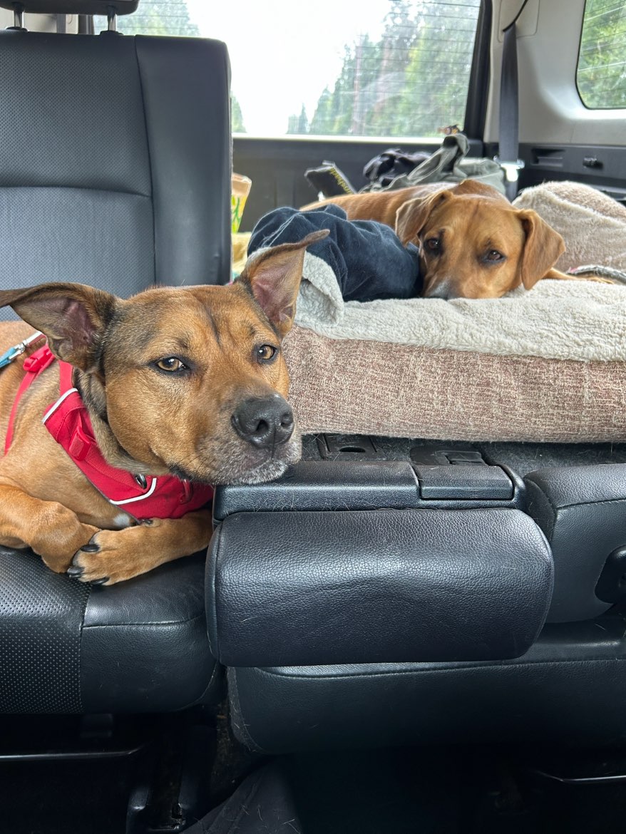 A picture of Honey Bear, a 4 years 11 months old Other Mix dog.