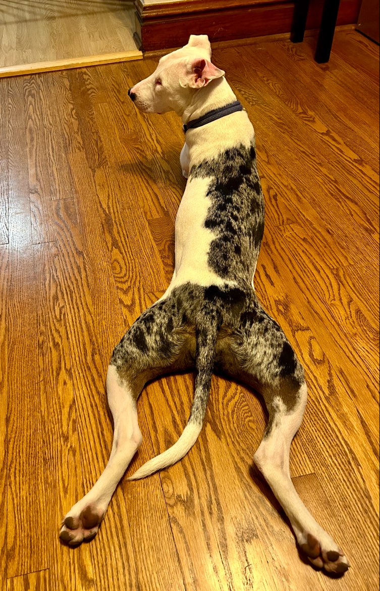 A picture of Opal, a 3 years 2 months old Other Mix dog.