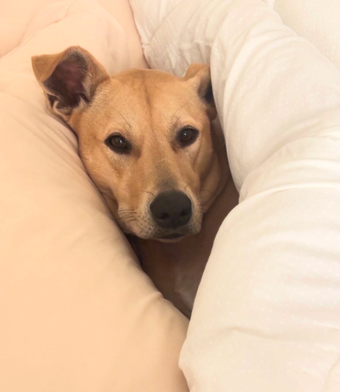 A picture of Maci May, a 3 years old Other Mix dog.