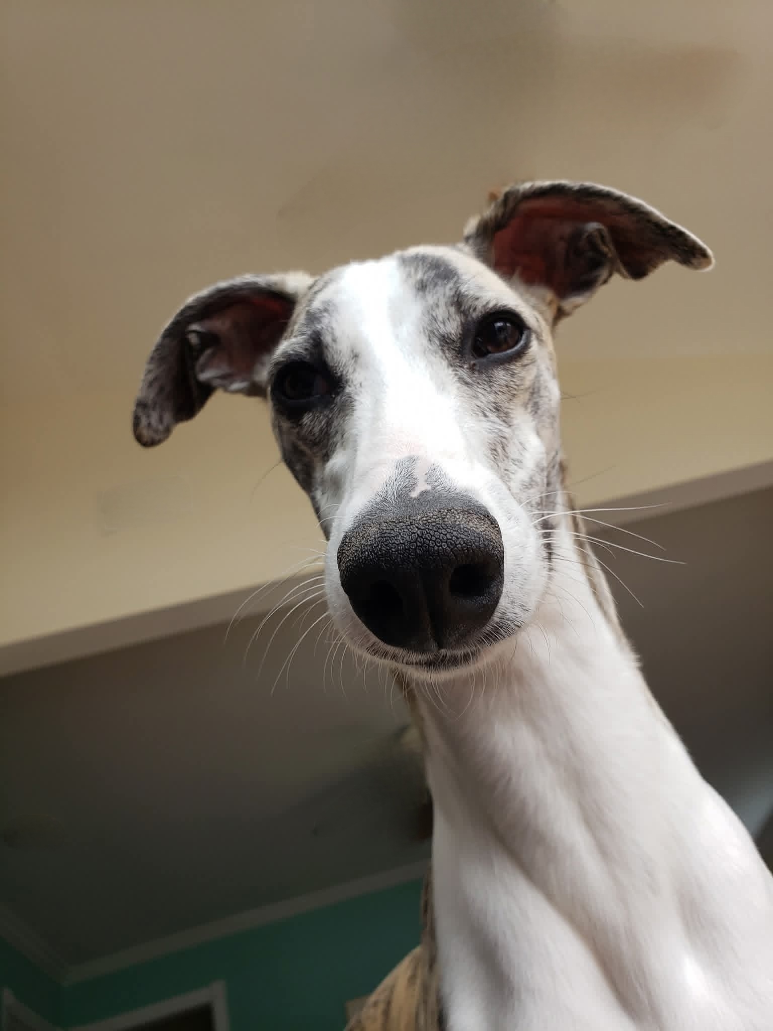 A picture of Gunther Goliath Finnegan Juel, a 4 years 2 months old Other dog.