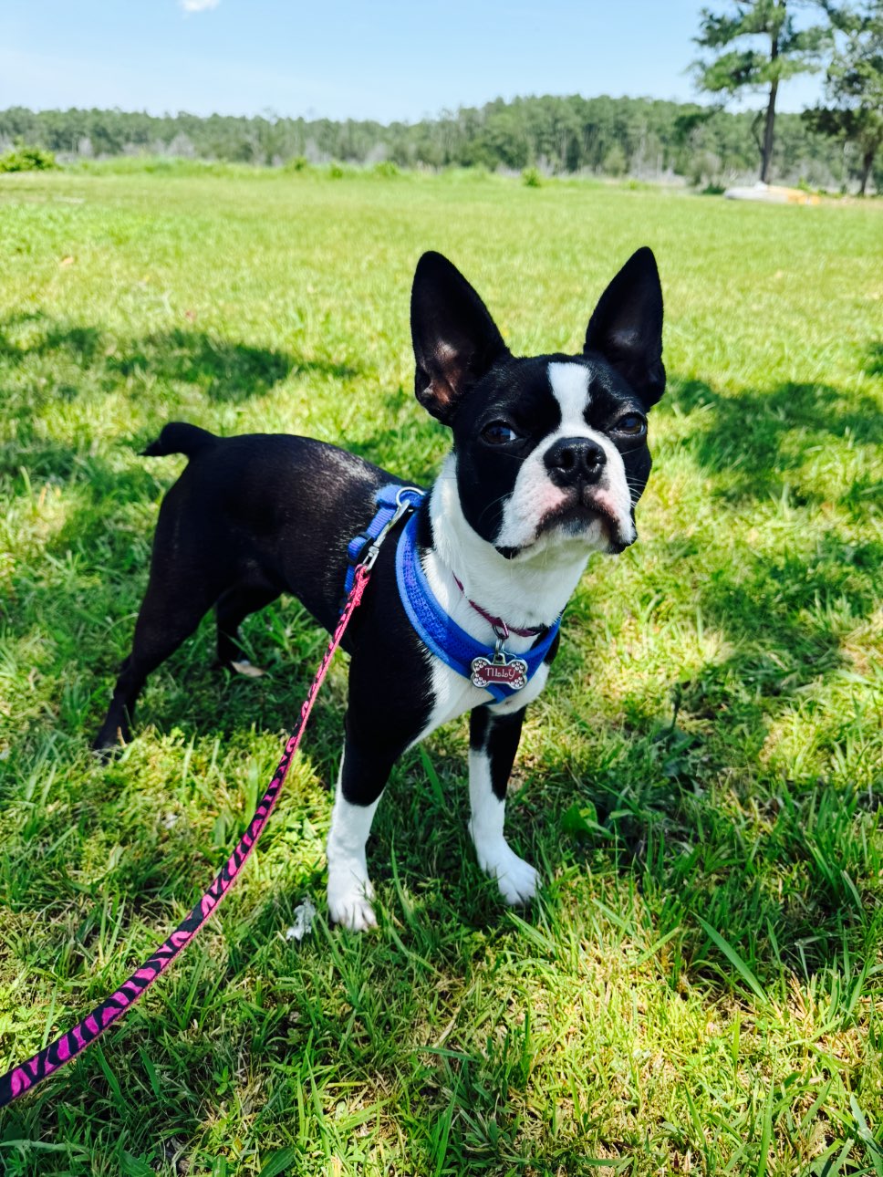 A picture of Tilly, a 7 months old Other dog.