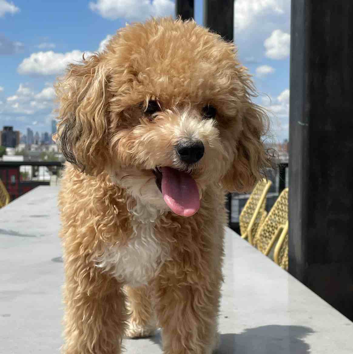 A picture of Mena, a 4 years 11 months old Other dog.