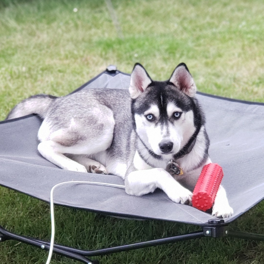 A picture of Niki, a 5 years 3 months old Other dog.