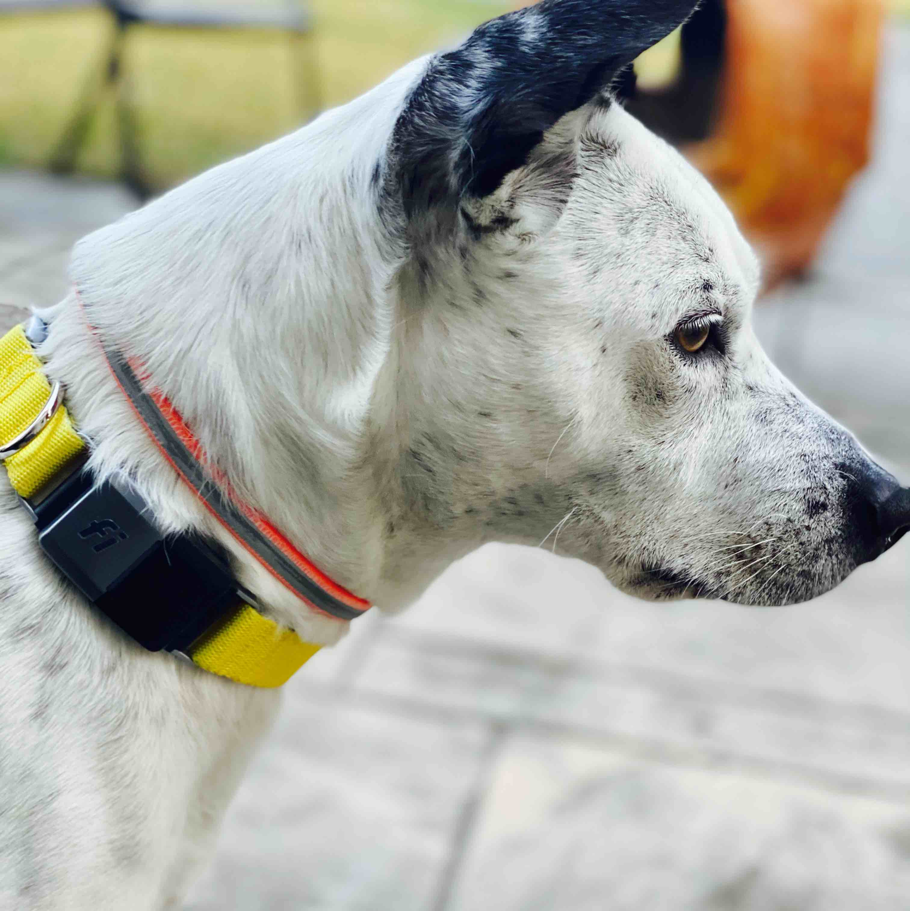 A picture of Piper, a 10 years 7 months old Other Mix dog.