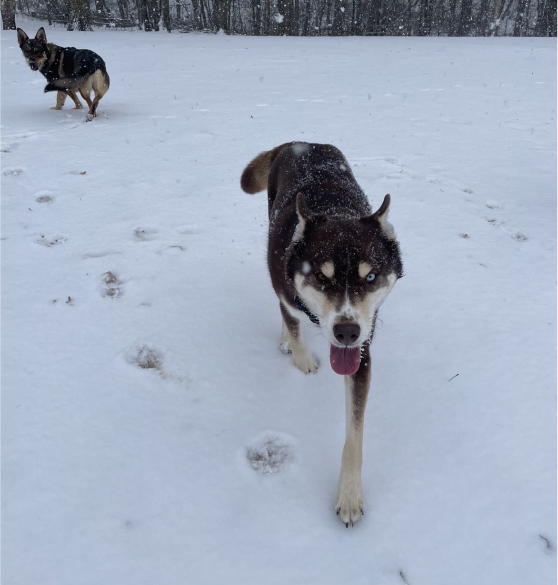A picture of Loki, a 5 years 7 months old Other Mix dog.