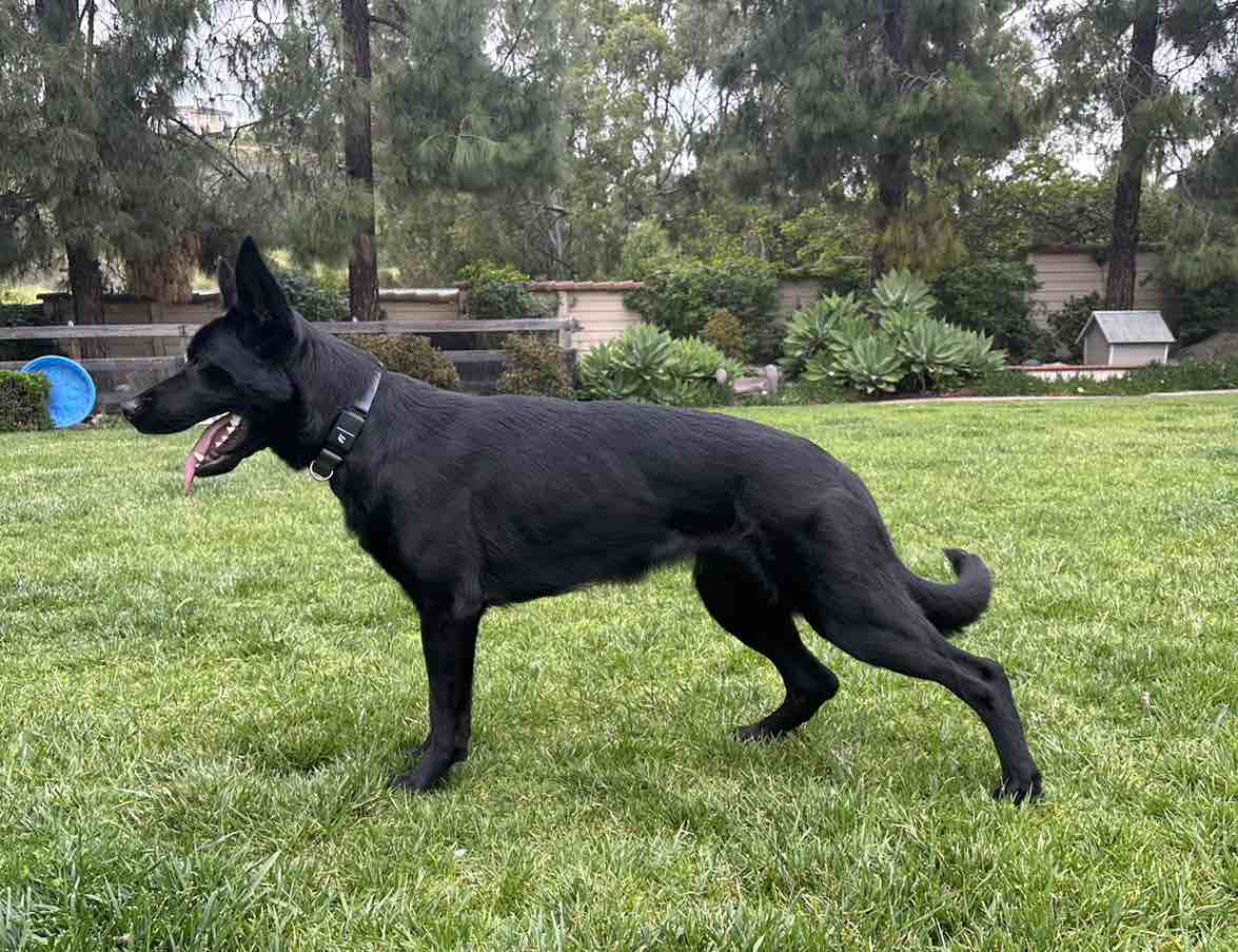 A picture of Pirra, a 3 years 9 months old Other dog.