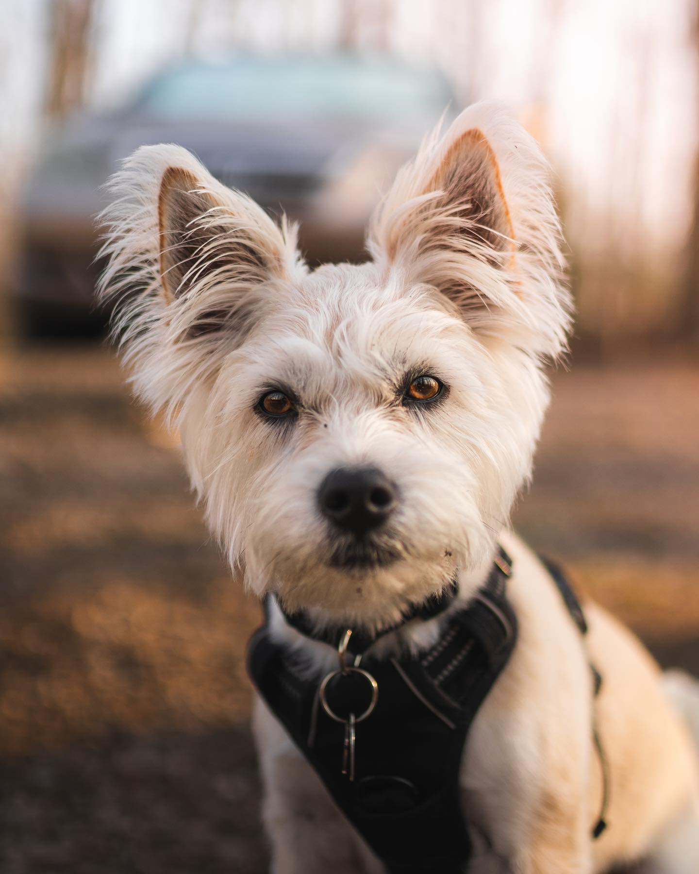 The Store | Fi Smart Dog Collar