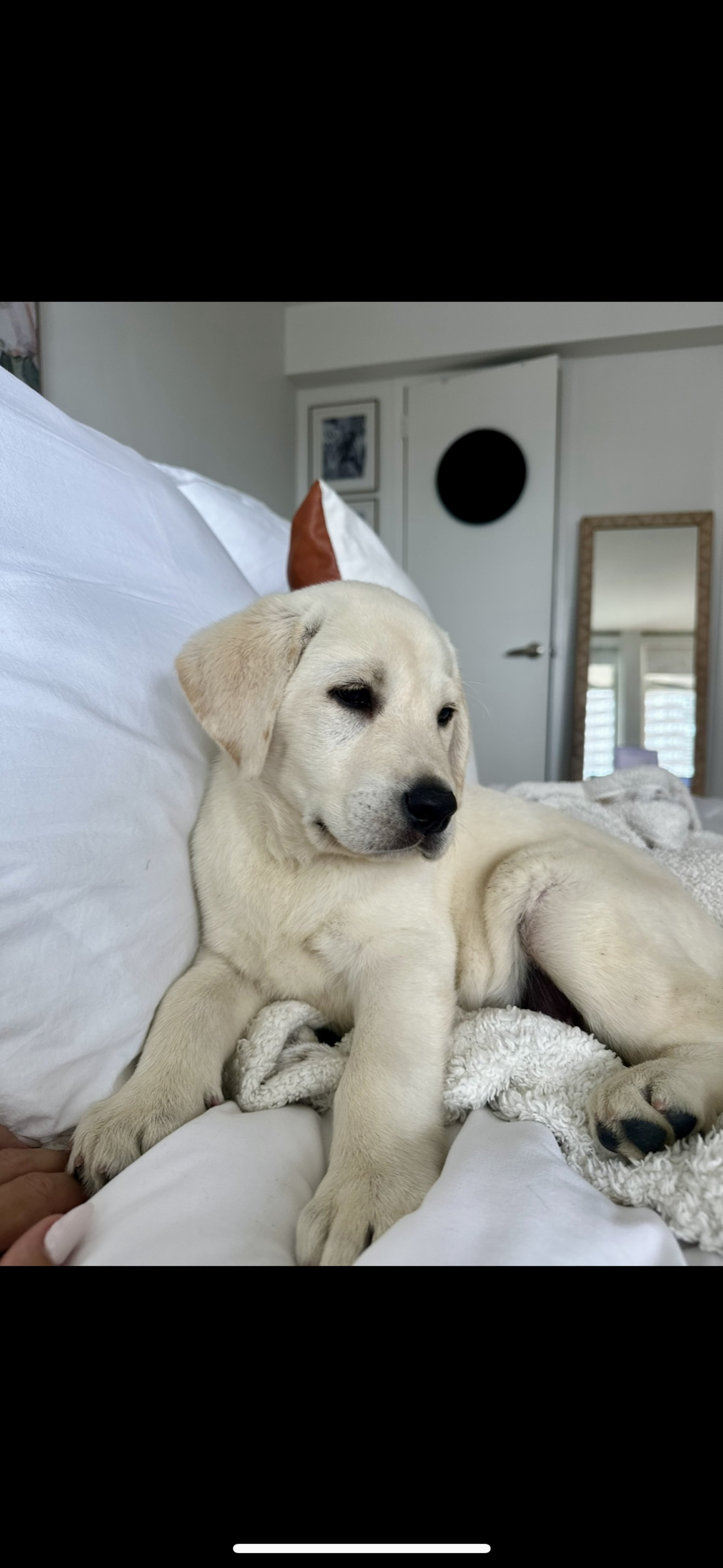A picture of Barkley, a 1 year 1 month old Other dog.