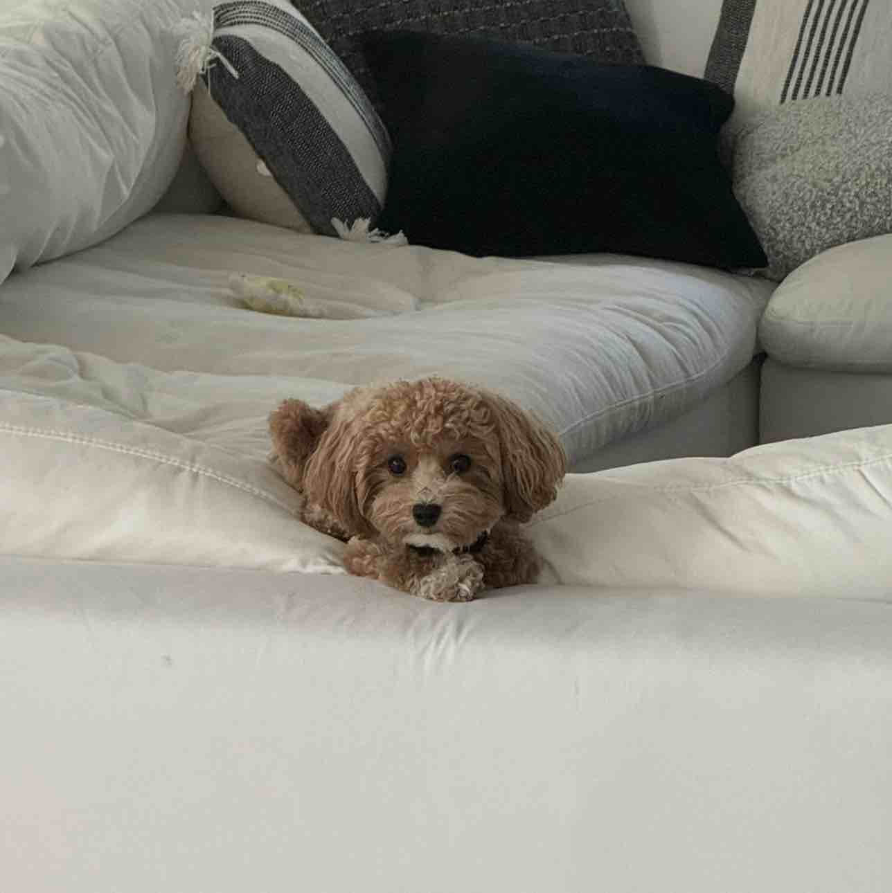 A picture of Potato 🎀🥔, a 3 years 2 months old Other Mix dog.